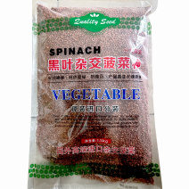 黑叶杂交菠菜种子叶片肥厚叶色墨绿耐抽苔生长速度快