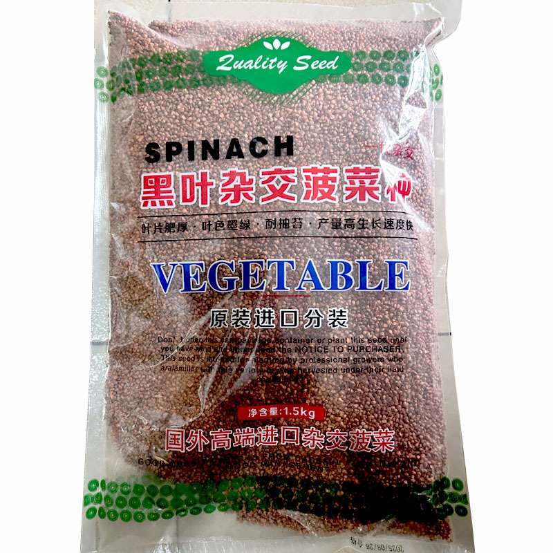 黑叶杂交菠菜种子叶片肥厚叶色墨绿耐抽苔生长速度快