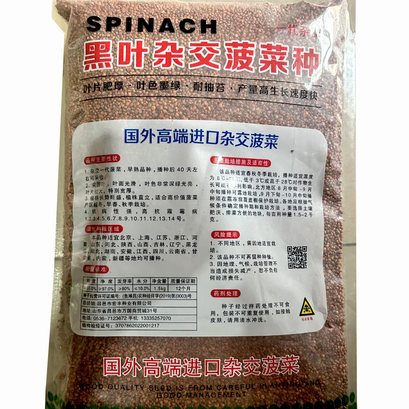 黑叶杂交菠菜种子叶片肥厚叶色墨绿耐抽苔生长速度快