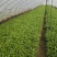 泰国青骨柳叶苋菜种子纤维少500g生长快基地专用