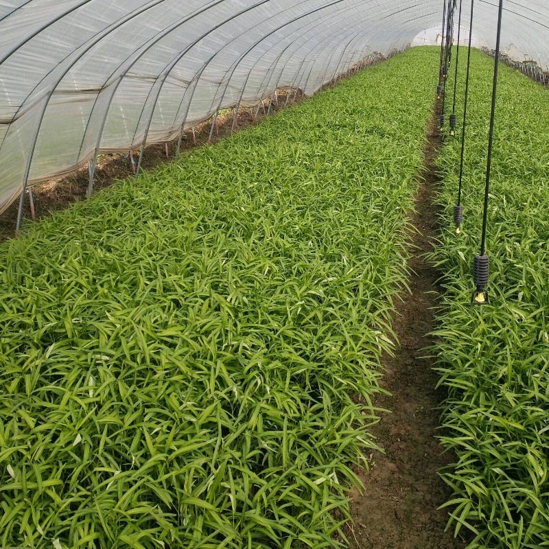 泰国青骨柳叶苋菜种子纤维少500g生长快基地专用