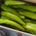 辽宁尖椒大量上市产地现摘现发价格优惠欢迎来电洽谈合作