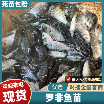 罗非鱼苗大量供应提供技术品质保证欢迎来电咨询