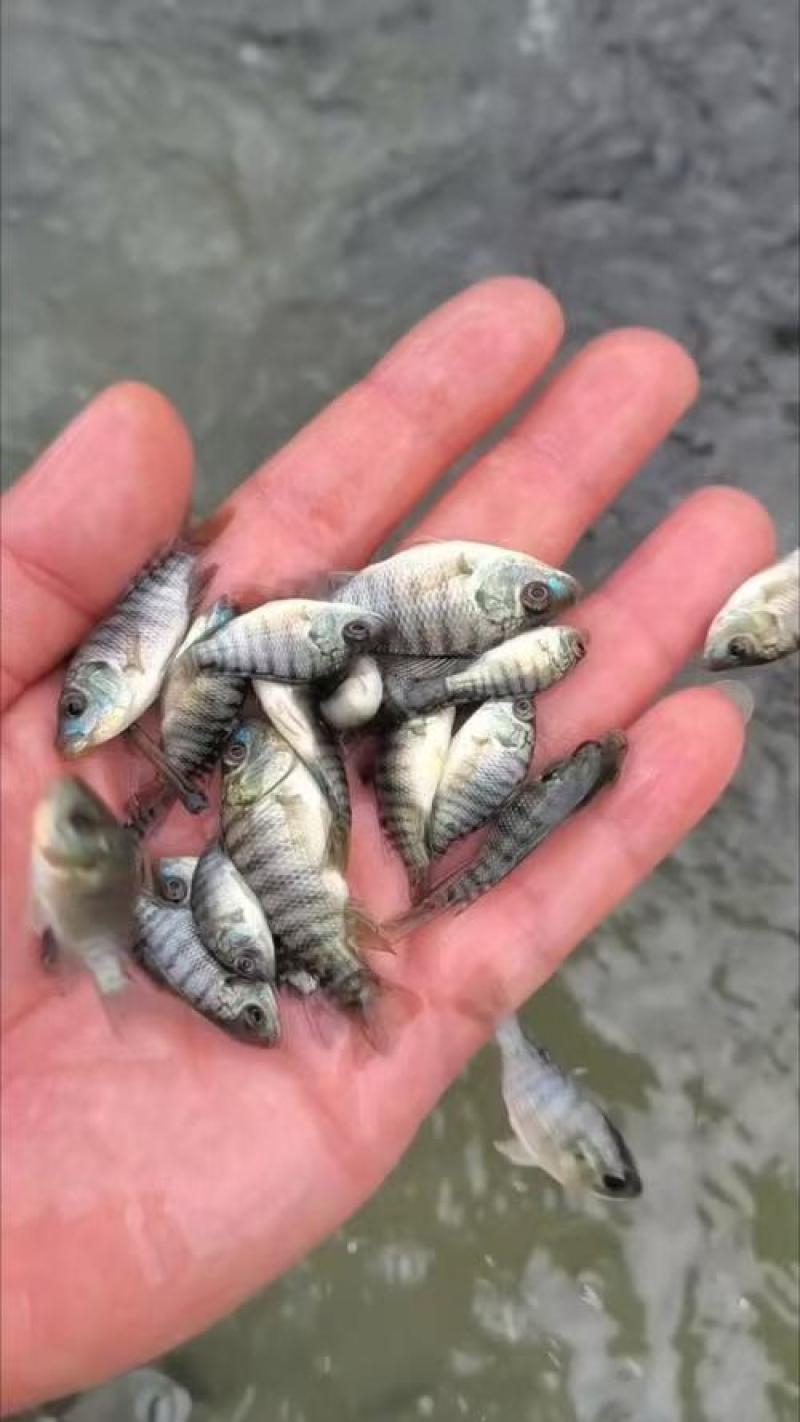罗非鱼苗大量供应提供技术品质保证欢迎来电咨询