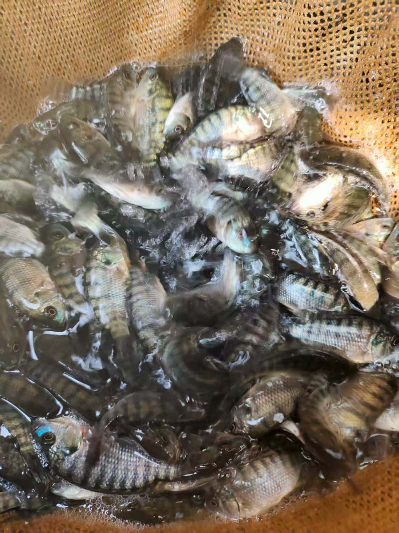 罗非鱼苗大量供应提供技术品质保证欢迎来电咨询
