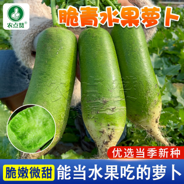 青水果萝卜种子-脆嫩微甜/多汁/当季新种/品质好