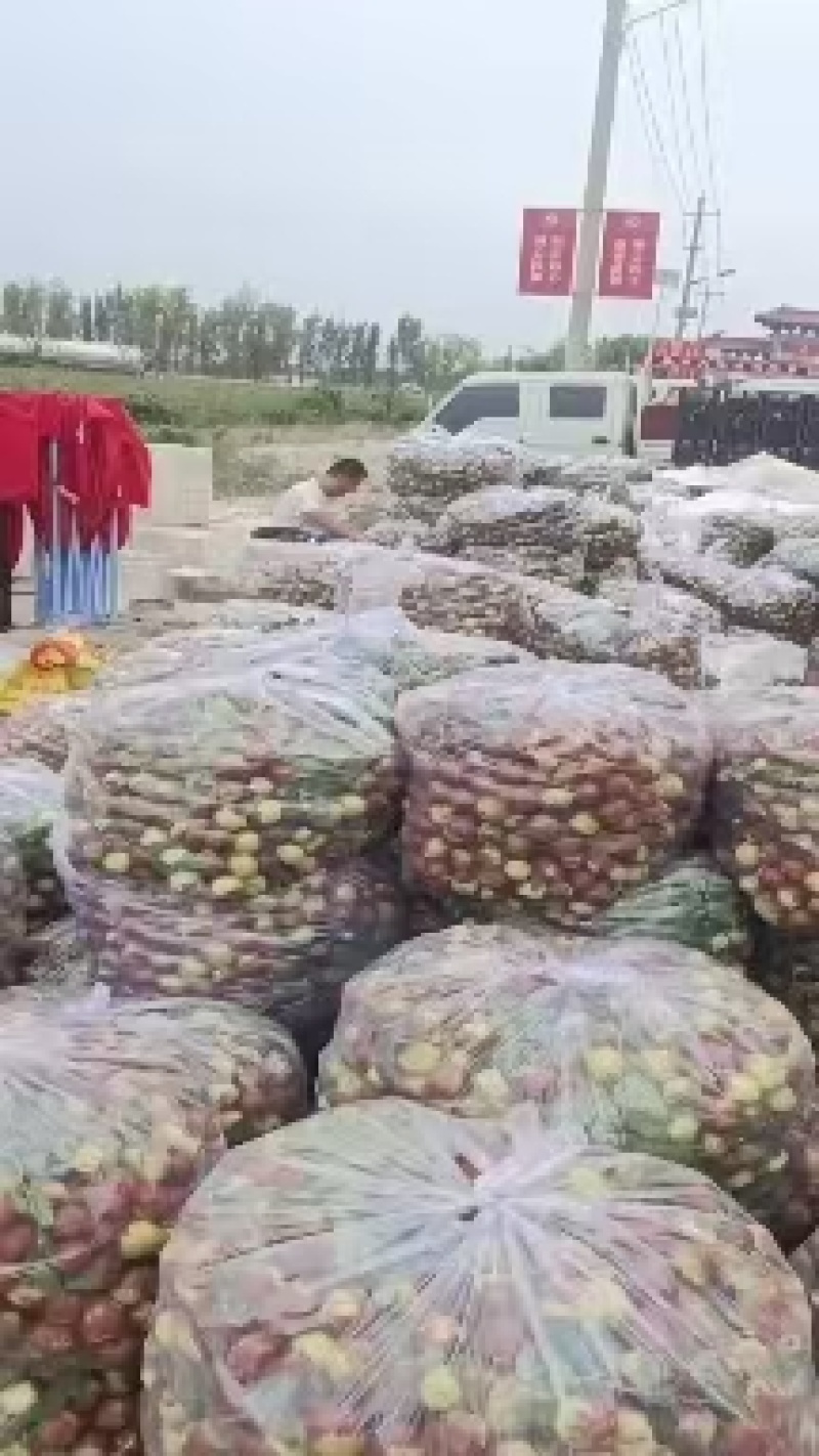 【热卖中】山东梨枣鲜枣海量货源全国发货日出货量十万斤
