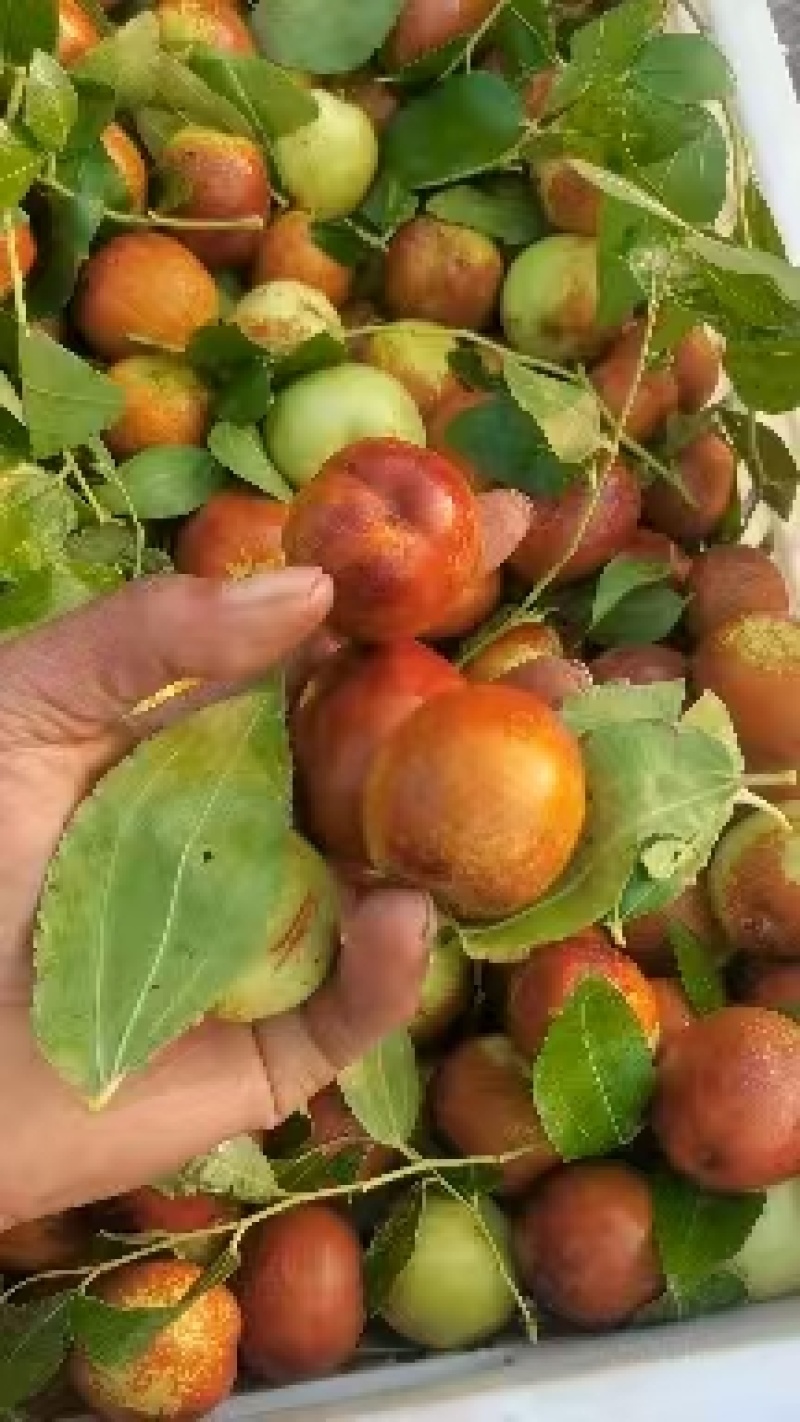【热卖中】山东梨枣鲜枣海量货源全国发货日出货量十万斤