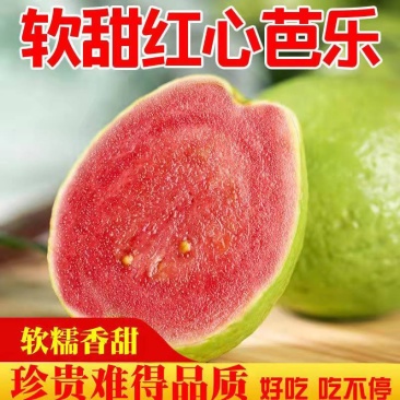 红心红宝石番石榴价格电话联系质量保证欢迎来电
