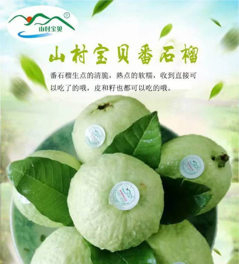 白心番石榴对接电商市场商超有需要的老板联系