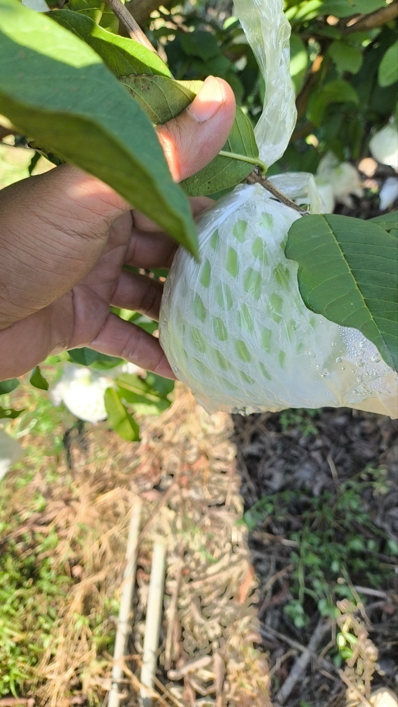 白心番石榴对接电商市场商超有需要的老板联系