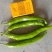 螺丝椒产地直发品质保证价格优惠欢迎合作