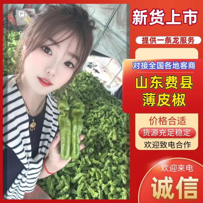 山东薄皮椒大量供应上市中，货源稳定价格优惠欢迎来电