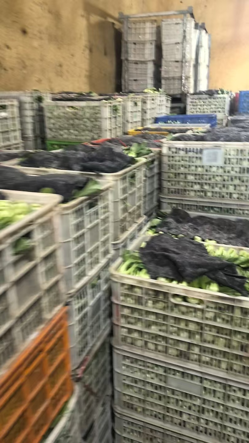 【海量货源】山东快菜源头供应天然新鲜快菜全国发货欢迎来电