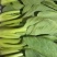 【海量货源】山东快菜源头供应天然新鲜快菜全国发货欢迎来电