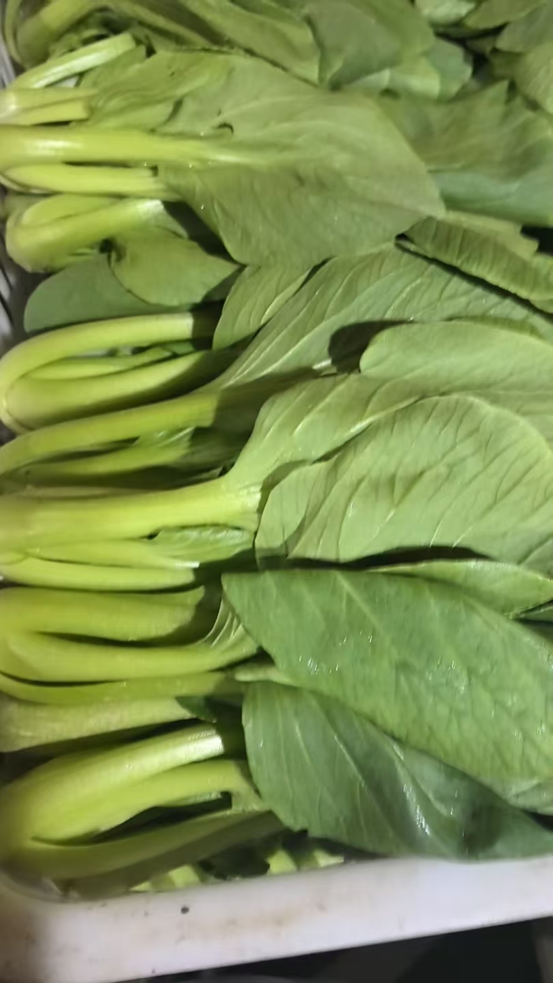 【海量货源】山东快菜源头供应天然新鲜快菜全国发货欢迎来电