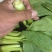 【海量货源】山东快菜源头供应天然新鲜快菜全国发货欢迎来电