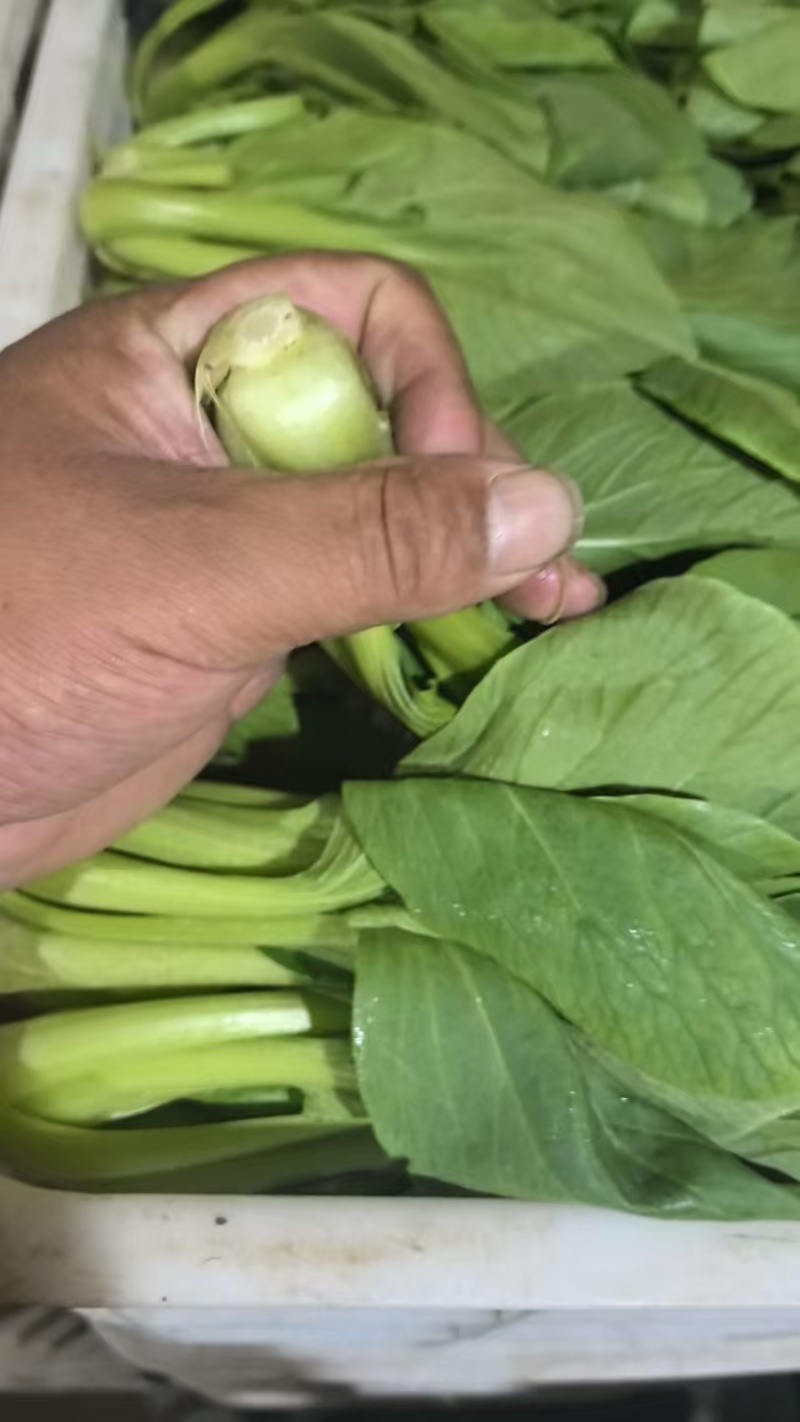 【海量货源】山东快菜源头供应天然新鲜快菜全国发货欢迎来电