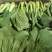 【海量货源】山东快菜源头供应天然新鲜快菜全国发货欢迎来电