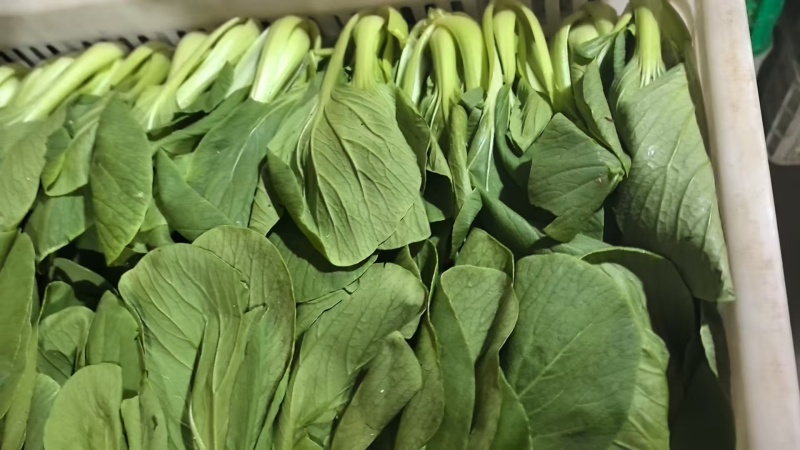 【海量货源】山东快菜源头供应天然新鲜快菜全国发货欢迎来电