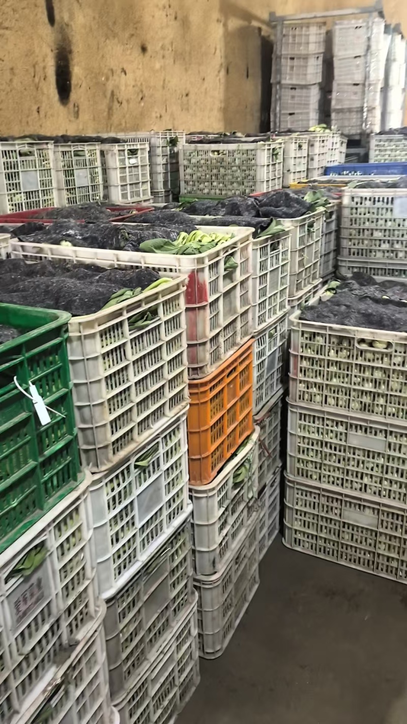 【海量货源】山东快菜源头供应天然新鲜快菜全国发货欢迎来电