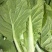 【海量货源】山东快菜源头供应天然新鲜快菜全国发货欢迎来电