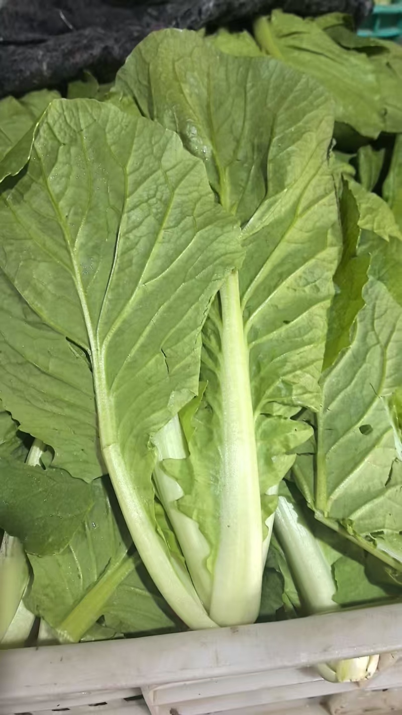 【海量货源】山东快菜源头供应天然新鲜快菜全国发货欢迎来电
