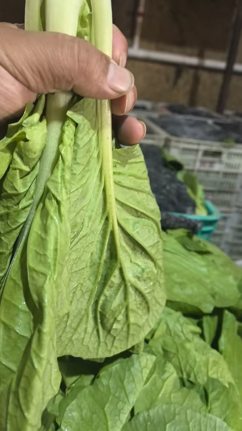 【海量货源】山东快菜源头供应天然新鲜快菜全国发货欢迎来电