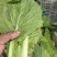 【海量货源】山东快菜源头供应天然新鲜快菜全国发货欢迎来电