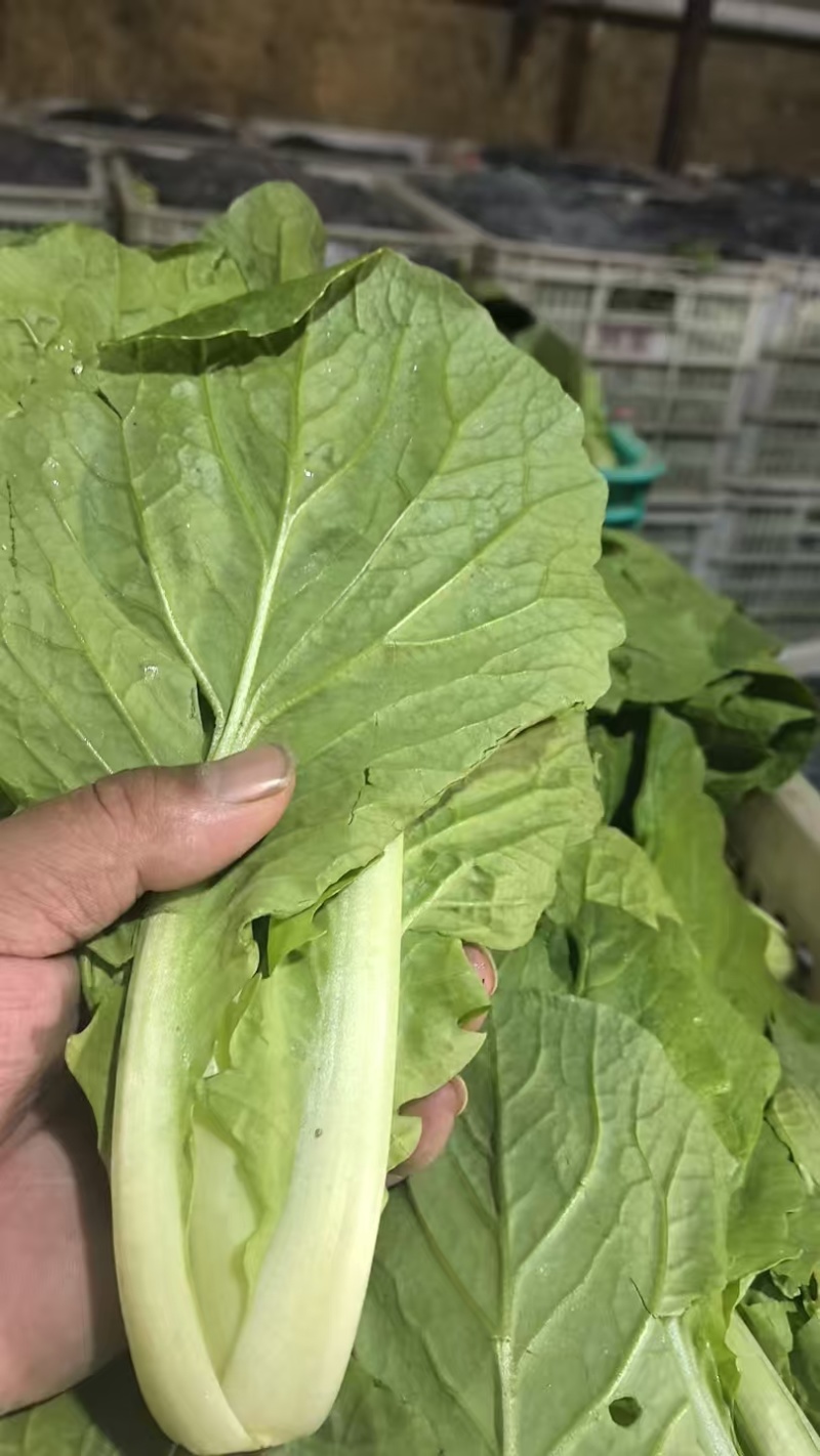 【海量货源】山东快菜源头供应天然新鲜快菜全国发货欢迎来电