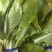 【海量货源】山东快菜源头供应天然新鲜快菜全国发货欢迎来电