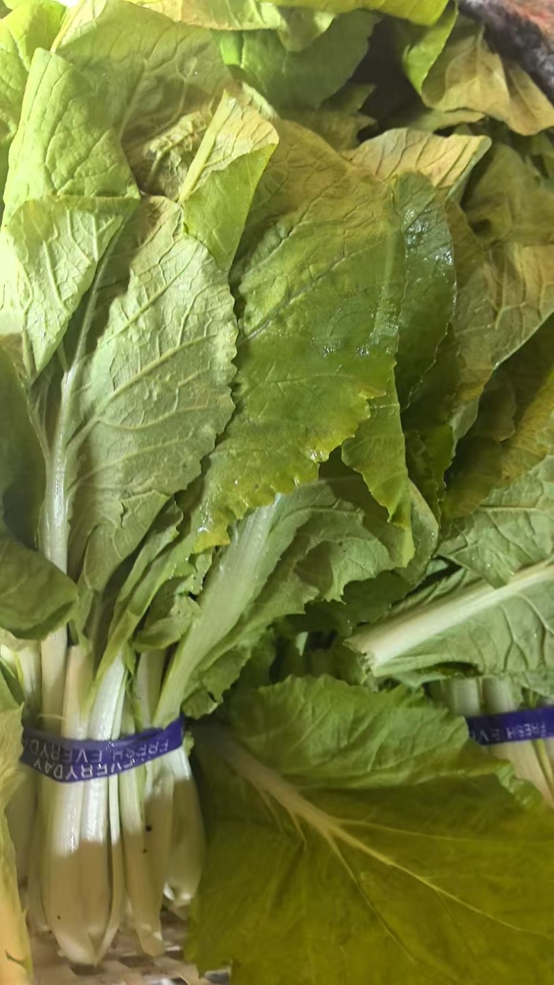【海量货源】山东快菜源头供应天然新鲜快菜全国发货欢迎来电