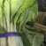 【海量货源】山东快菜源头供应天然新鲜快菜全国发货欢迎来电