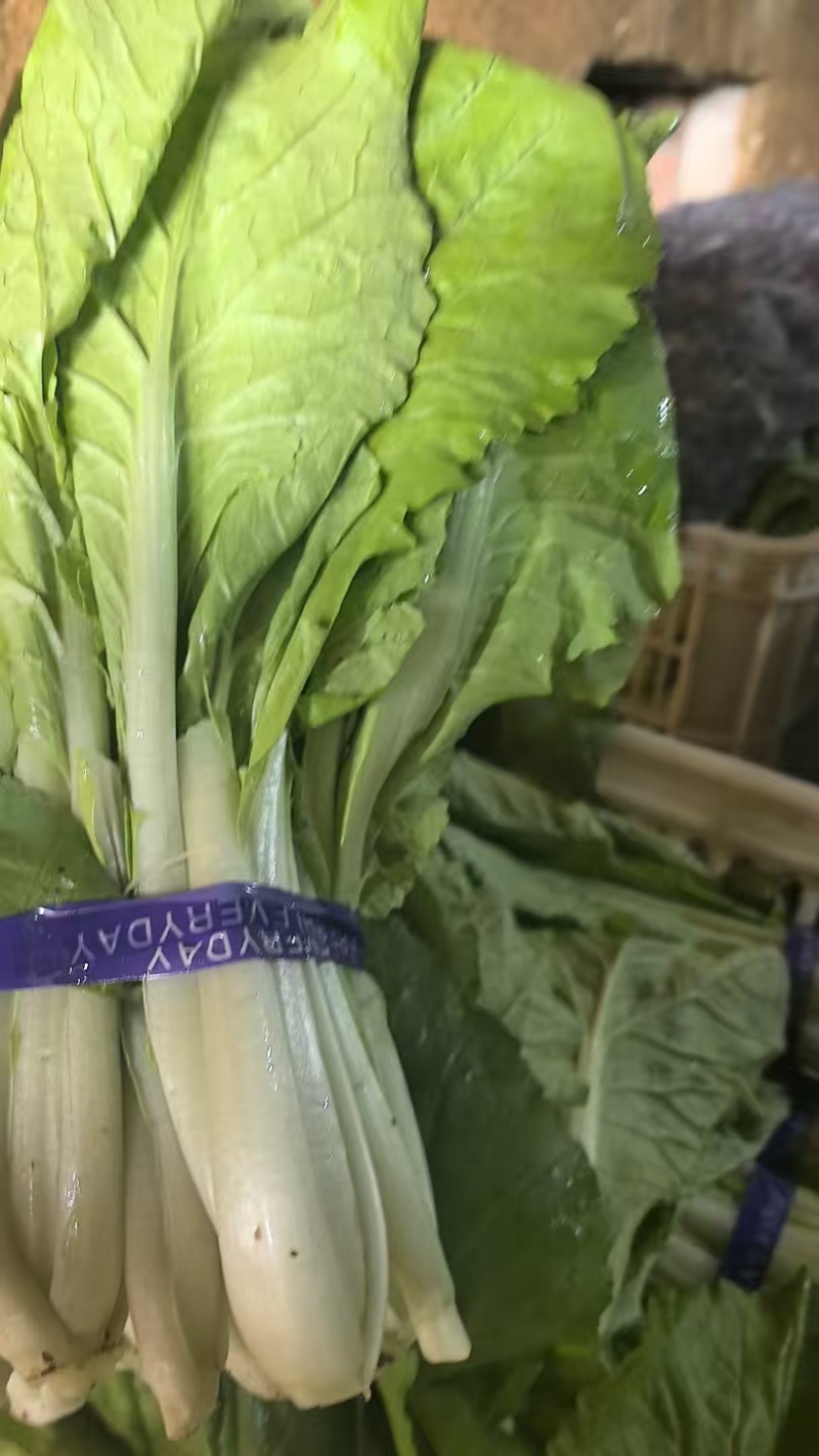 【海量货源】山东快菜源头供应天然新鲜快菜全国发货欢迎来电