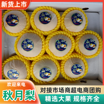 【新鲜直达】山东烟台秋月梨新鲜采摘量大价优欢迎来电咨询