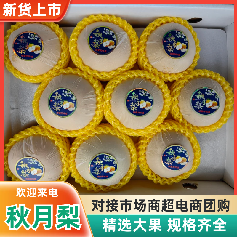 【新鲜直达】山东烟台秋月梨新鲜采摘量大价优欢迎来电咨询
