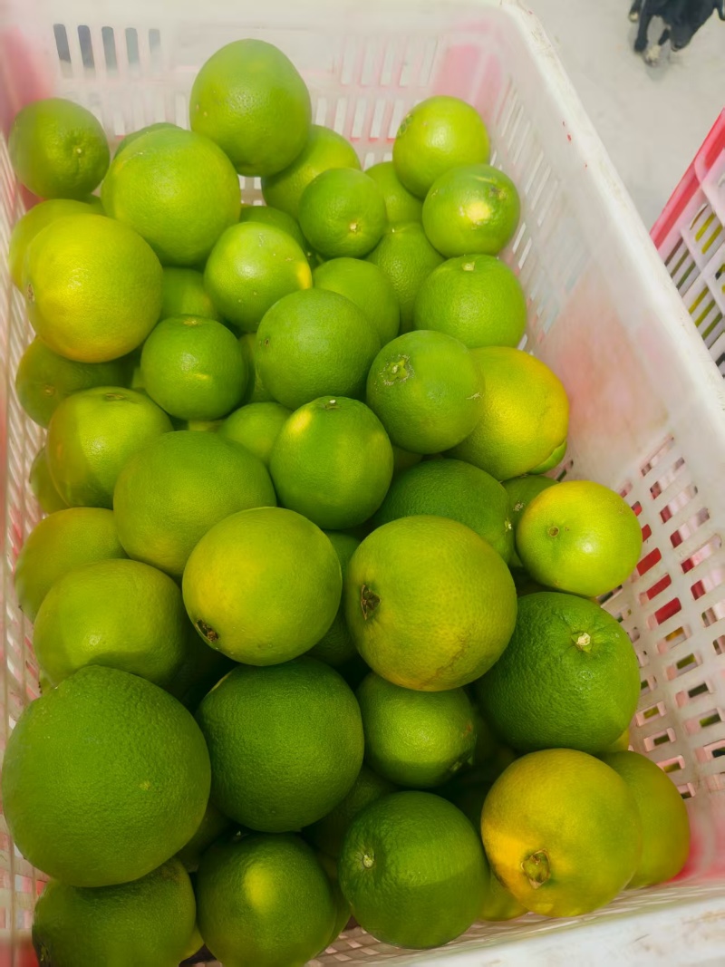 【精选脐橙】湖北产地直发质量保障一手货源量大优惠全国发货