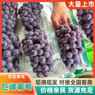 河北巨峰葡萄原产地供货源头价格提供纸箱泡沫箱纸袋无纺布周转框