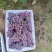 河北巨峰葡萄原产地供货源头价格提供纸箱泡沫箱纸袋无纺布周转框