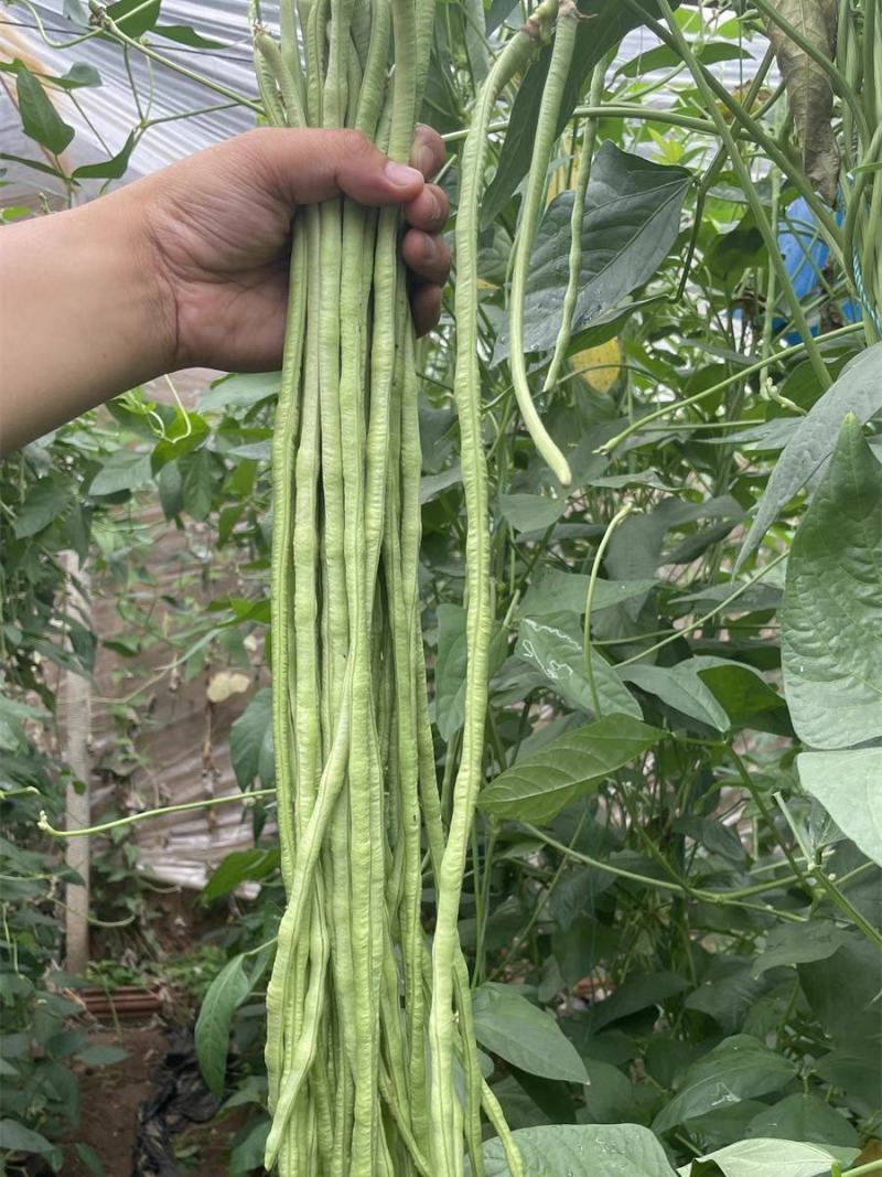 当季新鲜青条豆角现货现采现发稳定供货欢迎来电咨询