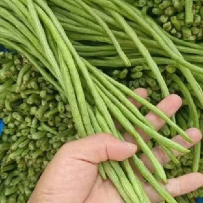当季新鲜青条豆角现货现采现发稳定供货欢迎来电咨询
