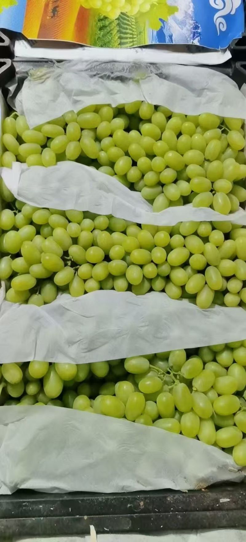 张家口白马奶葡萄提供框子纸箱无纺布袋子等包装按需打包耐运输