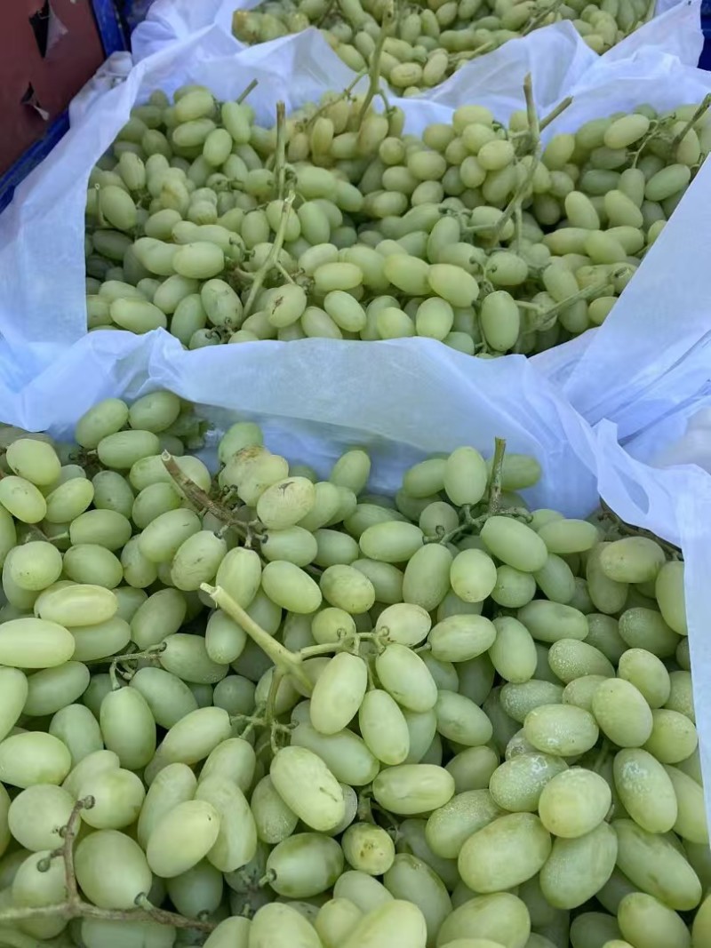 张家口白马奶葡萄提供框子纸箱无纺布袋子等包装按需打包耐运输