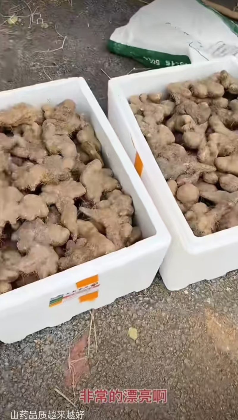 佛手山药2~3厘米一级通货20厘米以下
