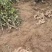 佛手山药2~3厘米一级通货20厘米以下
