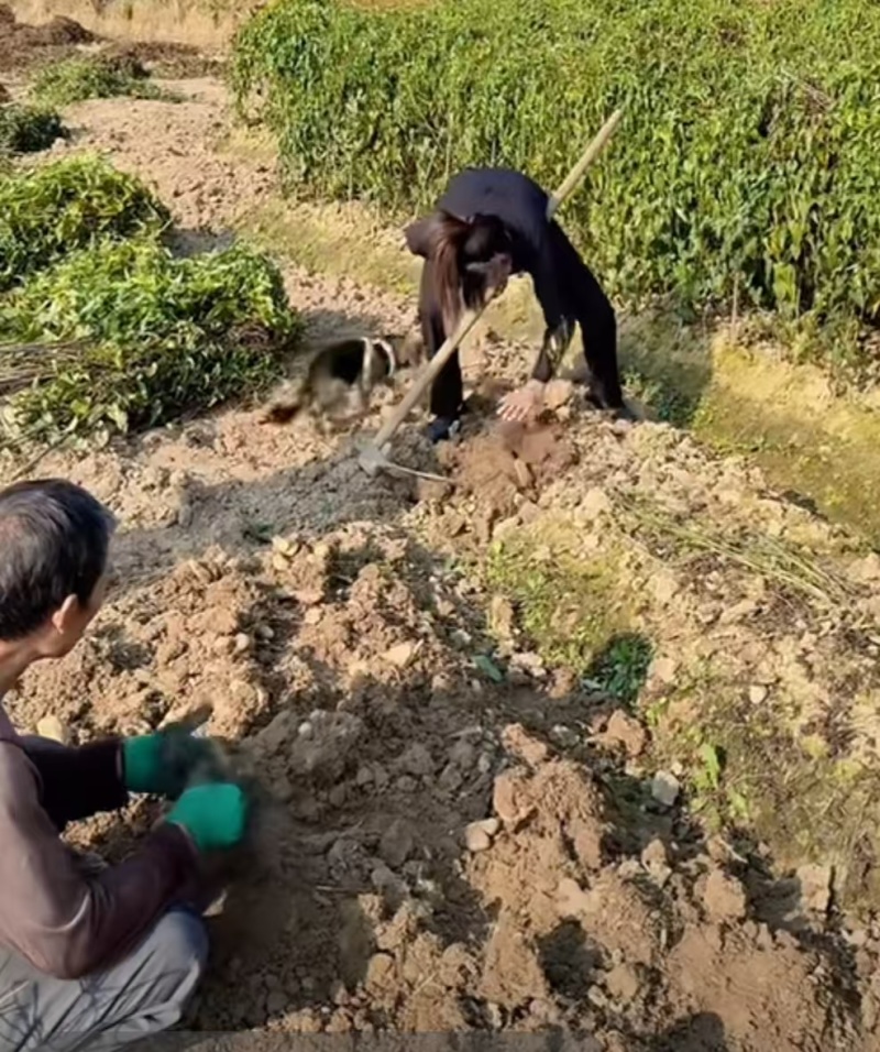 佛手山药2~3厘米一级通货20厘米以下