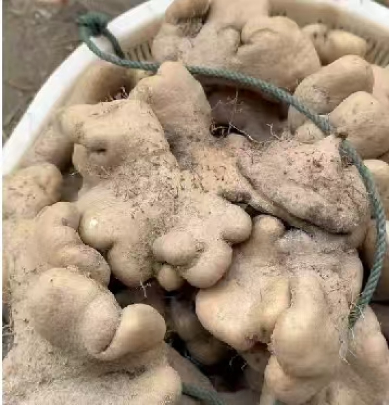 佛手山药2~3厘米一级通货20厘米以下