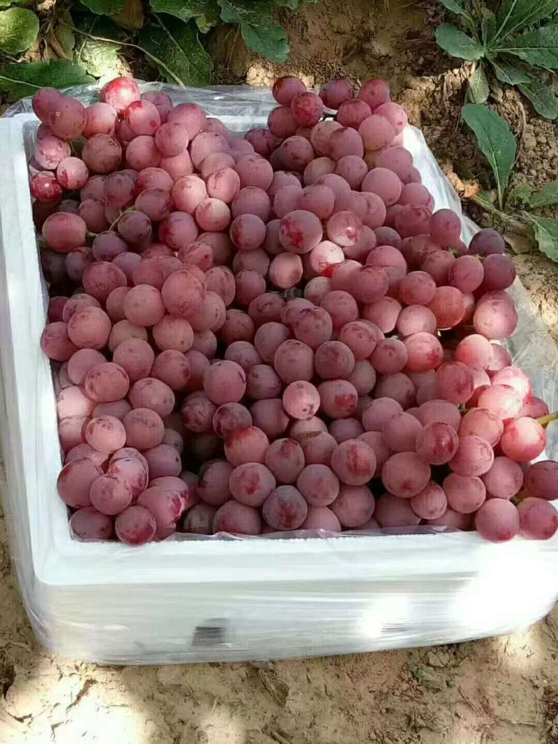 河北张家口龙眼葡萄颗粒饱满糖分足头剪货量大串行紧密承接电商