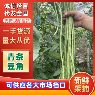 当季新鲜青条豆角现货现采现发稳定供货欢迎来电咨询