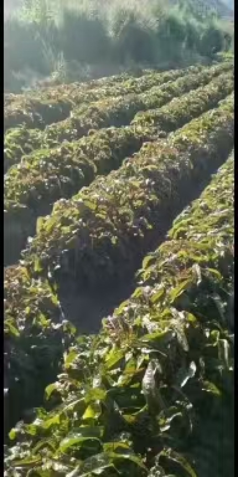 乐优红笋王品质保证服务周到价格美丽